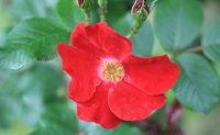 1prickly-red