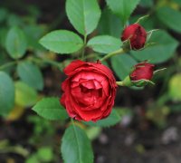 1siewka-flamentanz-iii-jpg2_
