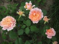 festival-des-jardins-de-chaumont