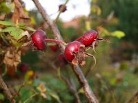 owoce spinossimy