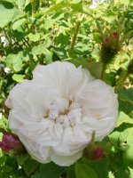 comtesse-de-murinais-078