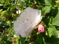 comtesse-de-murinais