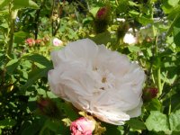 comtesse-de-murinais077