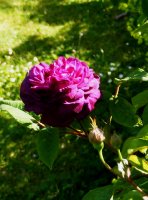 hippolyte-2
