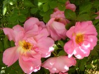 marguerite-hilling