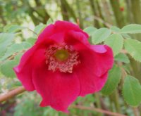 rosa-moyesi-geranium-1