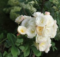 bouquet-parfaite002a