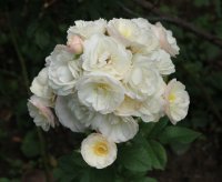 bouquet-parfaite003a