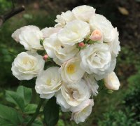 bouquet-parfaite004a