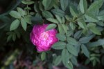 burgundian-rose.jpg