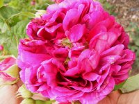 great-western-jpg5_