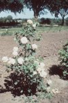 paloma_blanca1.jpg