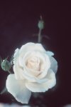 paloma_blanca3.jpg