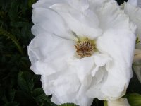 schnee-eule3
