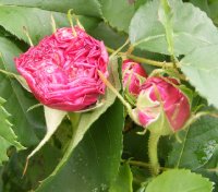 shon-ingeborg