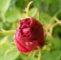 assemblage-des-beautes2