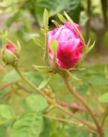 centifolia-major-r-1596-jpg-1