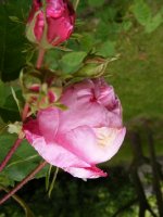 centifolia-major-r-1596