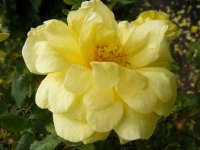 herrison-yellow-3