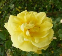 herrison-yellow-4