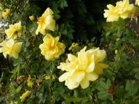 herrison-yellow-5