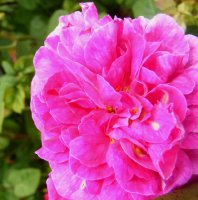 incomparbale-nn-galijska-agatha-form-3