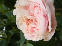 maiden-blush3