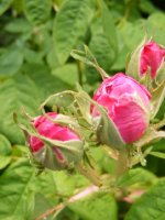 paeonien-rose-r-frankofurtana