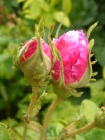 paeonien-rose-r-frankofurtana2