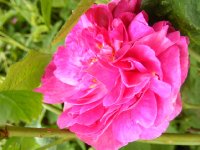 royale-marbre