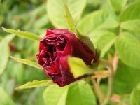 sissinghurst-castle3