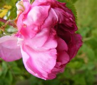 tapetenrose