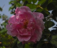 hurdalsrose-3-06-2