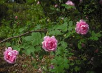 hurdalsrose-3-06-4