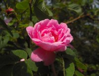 hurdalsrose-3-06