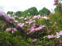 marguerite-hilling-27-05-5