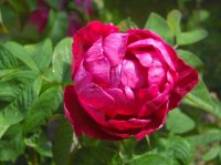 mrs-anthony-waterer-3-06-2