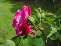 mrs-anthony-waterer-3-06-3