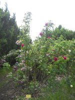 mrs-anthony-waterer-3-06