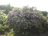 poppius-27-05-1