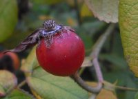 rosa-gallica-officinalis-2-1