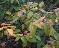 rosa-gallica-officinalis