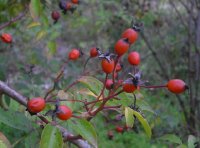 rosa-helenae-semiplena
