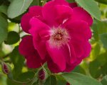 gloire_des_rosomanes.jpg