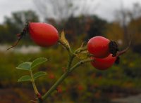 rosa-rubiginosa-2