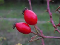 rosa-rubiginosa