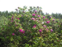 rosa-rugosa-pierette-3-06-2