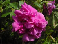 rosa-rugosa-pierette-3-06