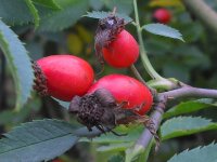 venusta-pendula