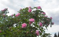 empress-josephine-powsin